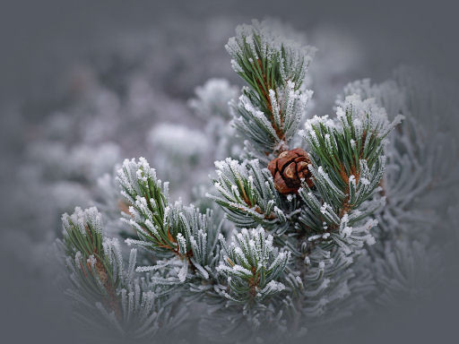 Fond d'écran "hiver "