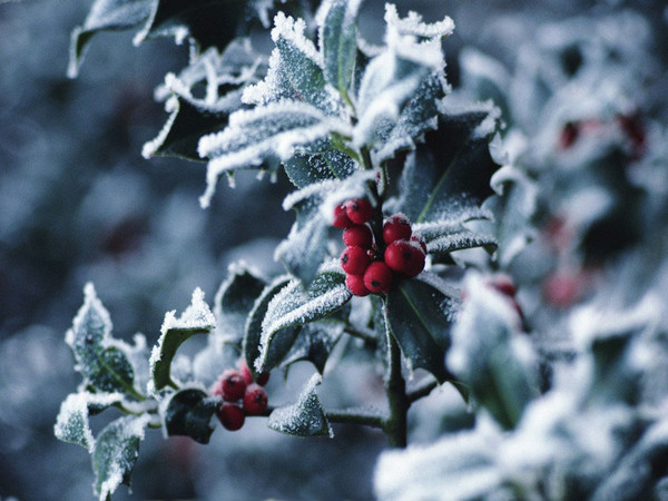 Fond d'écran "hiver "