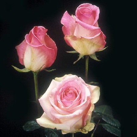 Belles roses