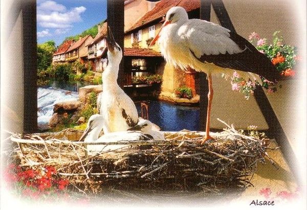 L'Alsace ma région natale